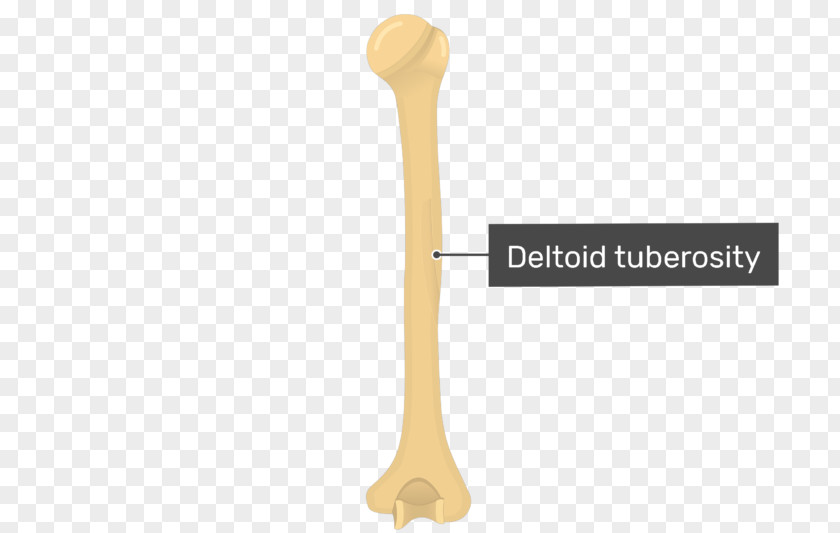 Radial Tuberosity Sulcus Humerus Deltoid Nerve PNG