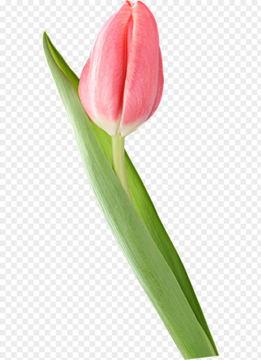 Tulip Blog PNG