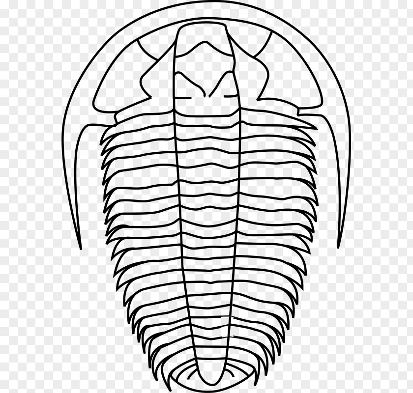 Contour Line Trilobite Paleontology Calymene Clip Art PNG
