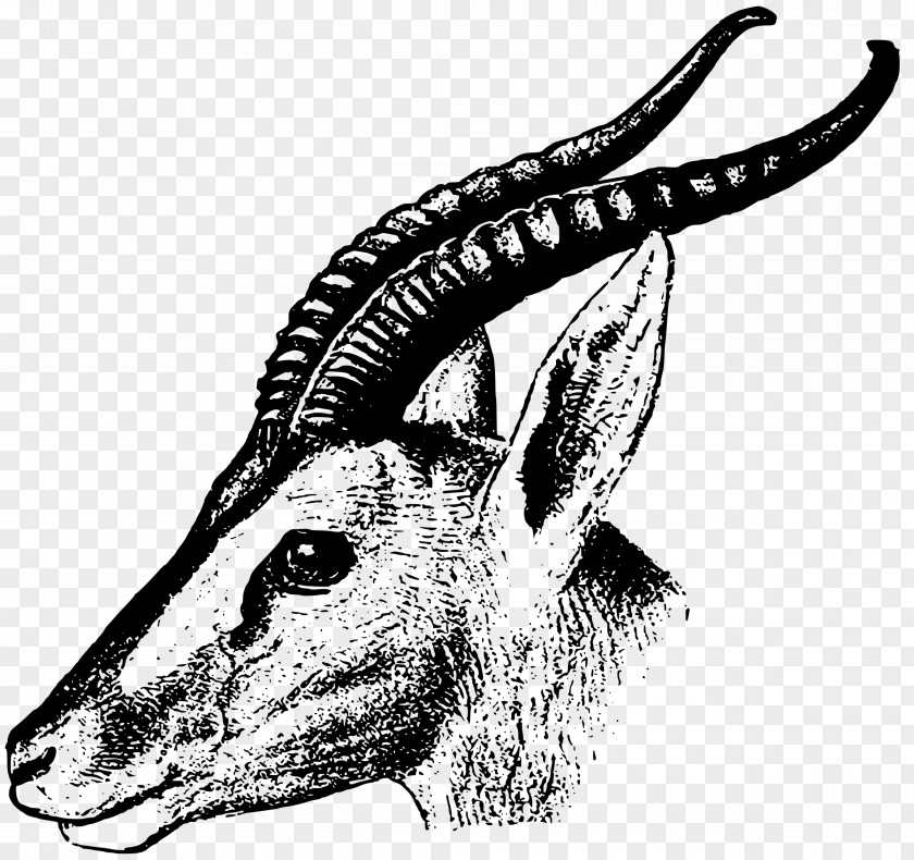 Gazelle Impala Antelope Clip Art PNG
