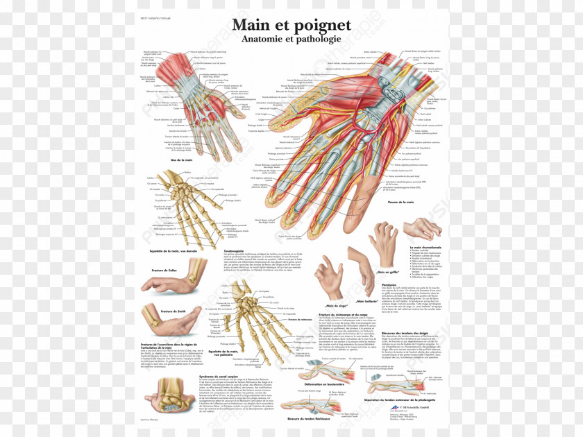 Hand Anatomy And Pathology Wrist Human Body PNG