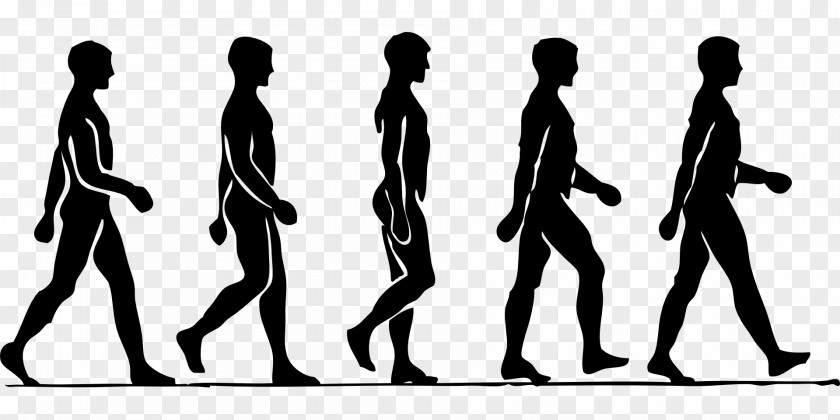Human Body Walking Asento Neutral Spine Physical Exercise Therapy PNG