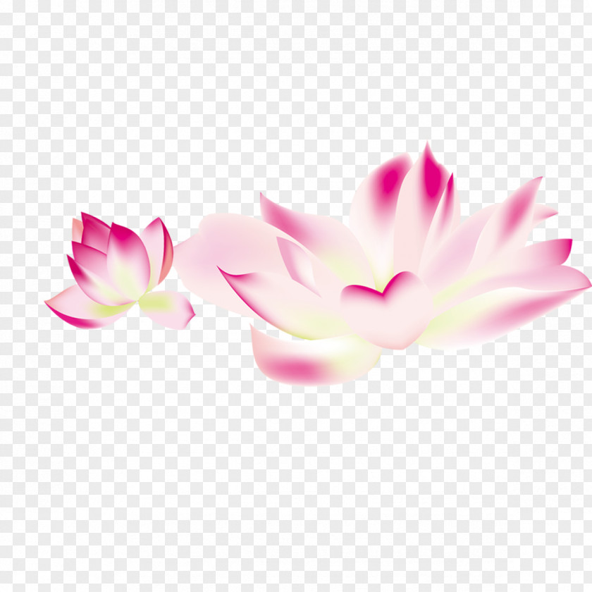 Lotus Material Flower Clip Art PNG