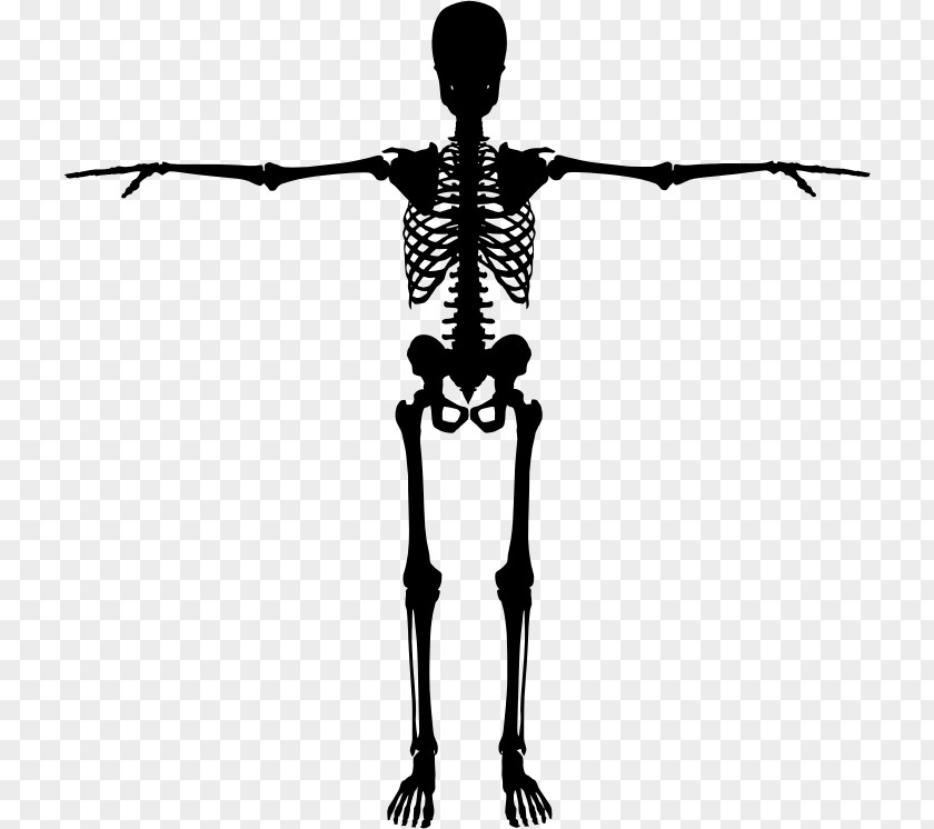 Skeleton Human Bone Silhouette PNG