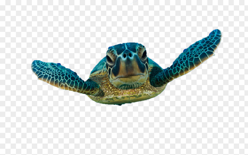 Tortoide Green Sea Turtle Loggerhead PNG