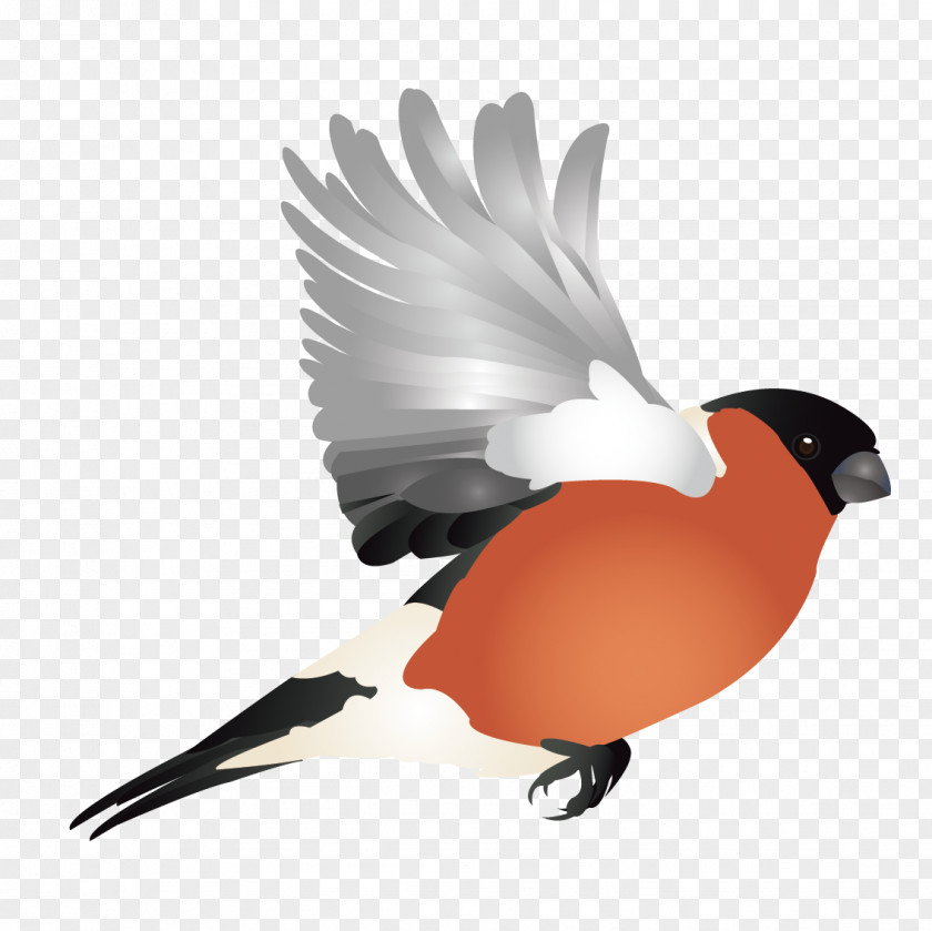 Vector Cute Bird Finch Hummingbird Woodpecker Illustration PNG