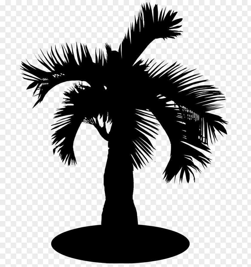 Asian Palmyra Palm Date Trees Silhouette Borassus PNG
