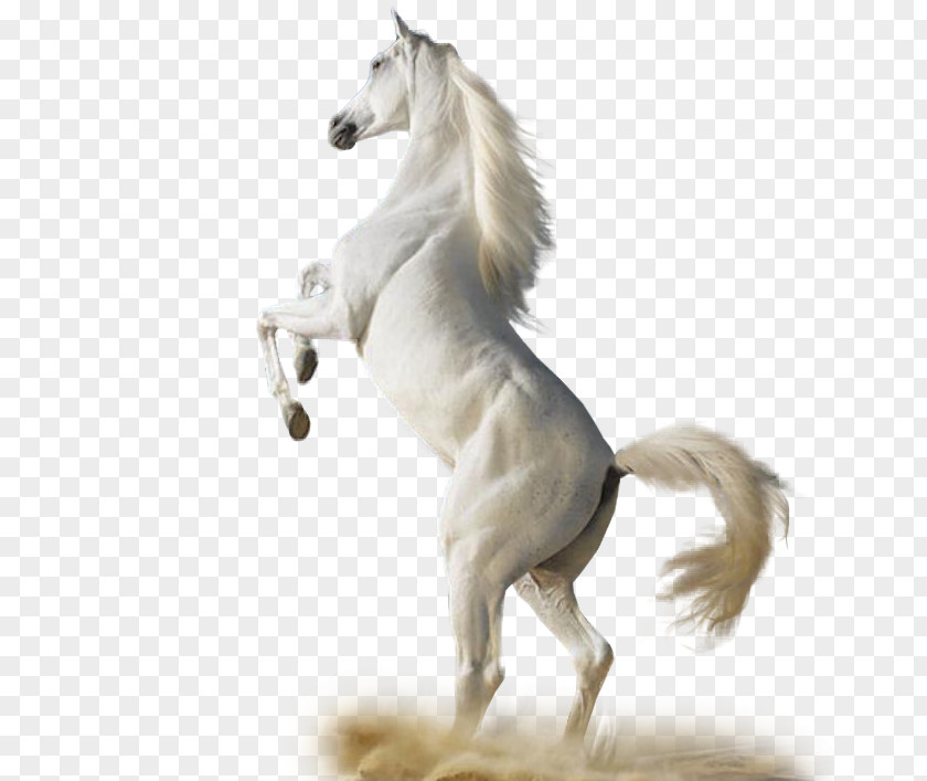 Coccinelle Demoiselle Arabian Horse Equine Herbs & Healing: An Earth Lodge Guide To Wellness Stallion Clip Art PNG