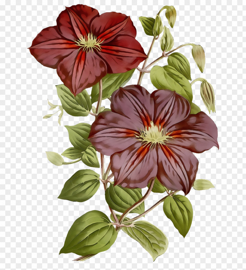 Flower Herbaceous Plant Leather Plants Biology PNG