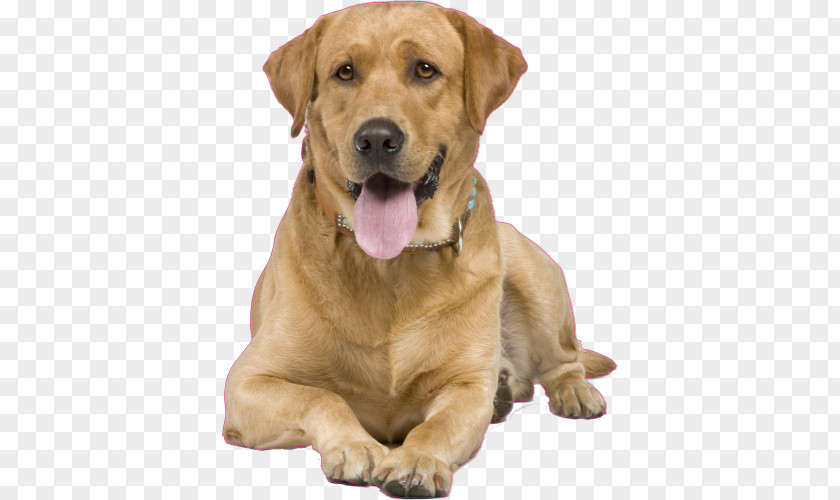 Golden Retriever Labrador Puppy Dog Training PNG