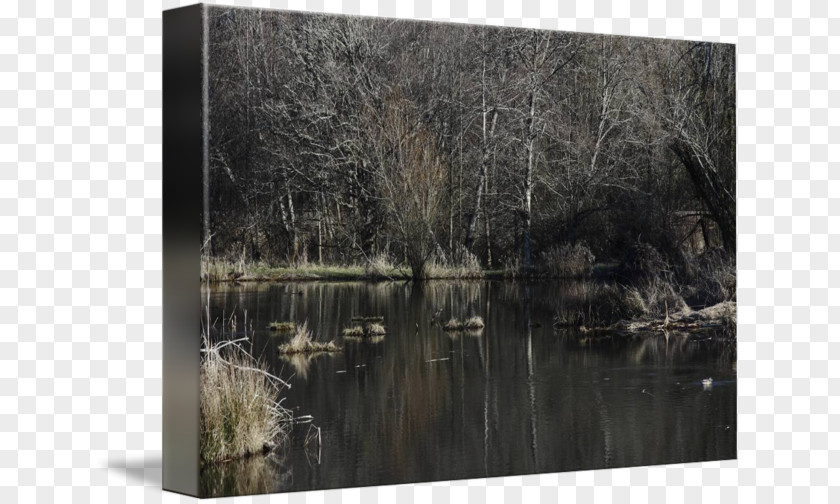 Painting Bayou Swamp Nature Wood PNG