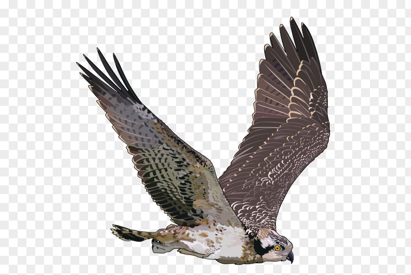 Bird Osprey Hawk Clip Art PNG