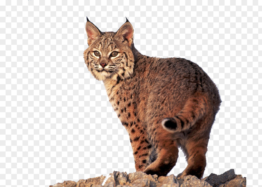 Cute Tiger Ocicat California Spangled Pixie-bob Dragon Li Eurasian Lynx PNG