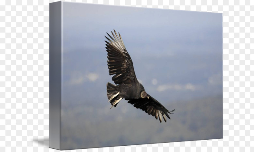 Eagle Bald Hawk Beak Feather PNG