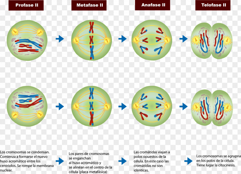 Meiosis Ii Prophase Mitosis Cell Division Chromosome PNG