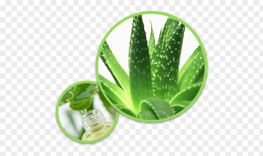 Plant Aloe Vera Gel Ferox PNG