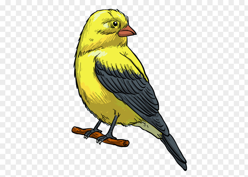 Yellow Bird Finch Feather Illustration PNG