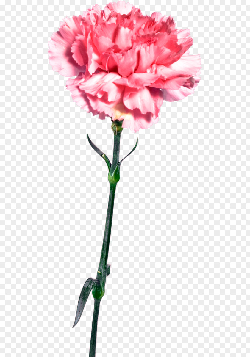 Carnation Cut Flowers Mother's Day PNG