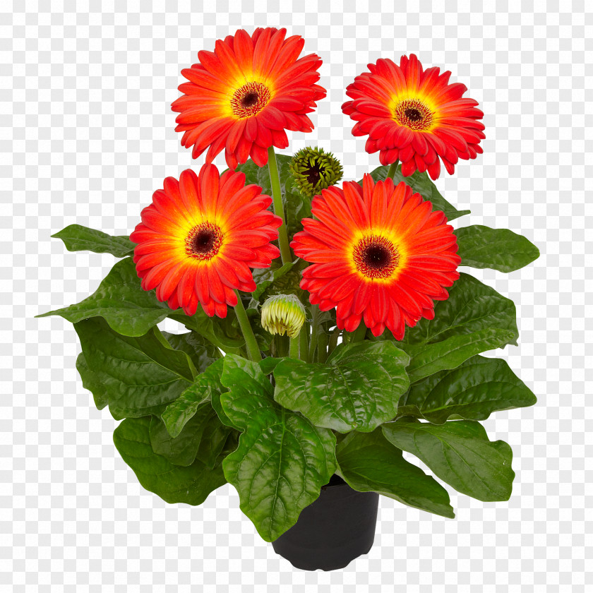Fireball Cut Flowers Floral Design Floristry Transvaal Daisy PNG