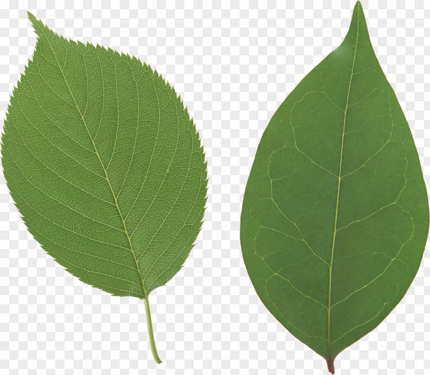 Green Leaf Autumn Color PNG