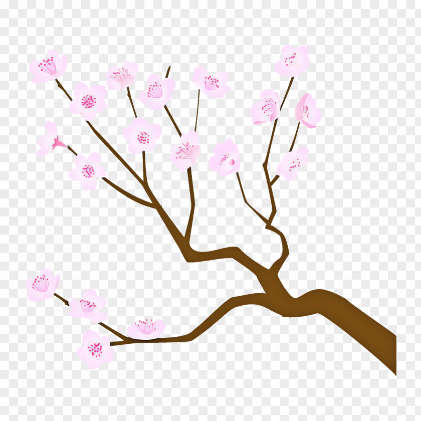 Spring Tree Cherry Blossom PNG