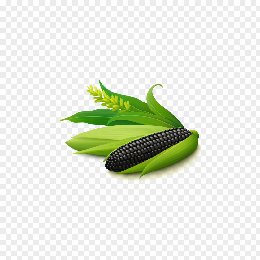 Corn Maize Vegetable Euclidean Vector Food PNG