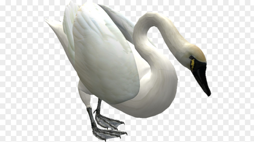 Duck Cygnini Mute Swan Bird PNG