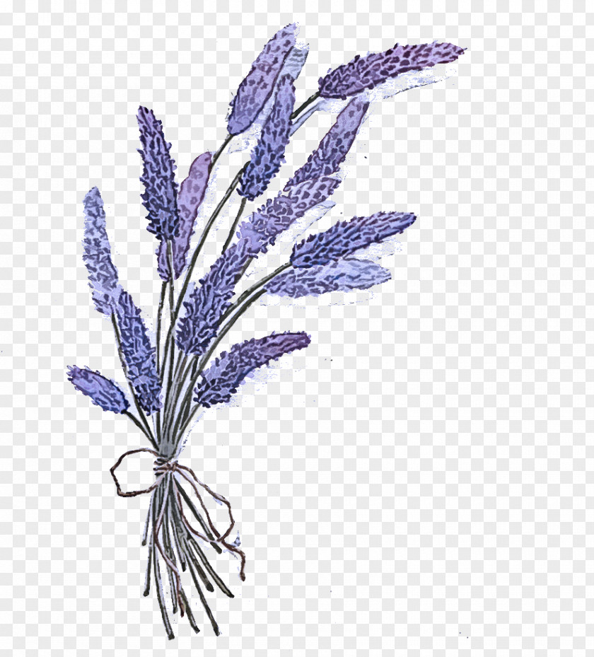 French Lavender Egyptian PNG