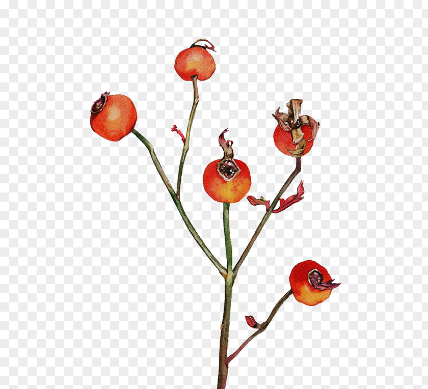 Painted Berries FIG. Frutti Di Bosco Watercolor Painting Drawing PNG