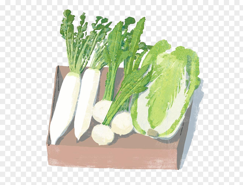 Cartoon Painted Cabbage Radish Daikon Vegetable Napa Chinese Illustration PNG