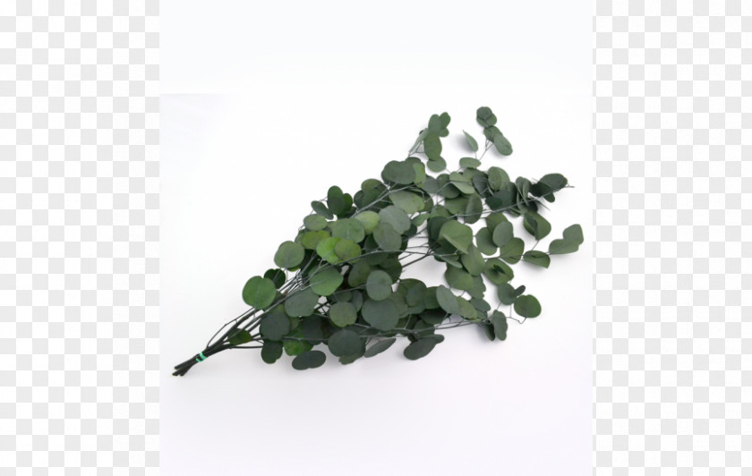 Leaf Plastic Tree Cottonwood PNG