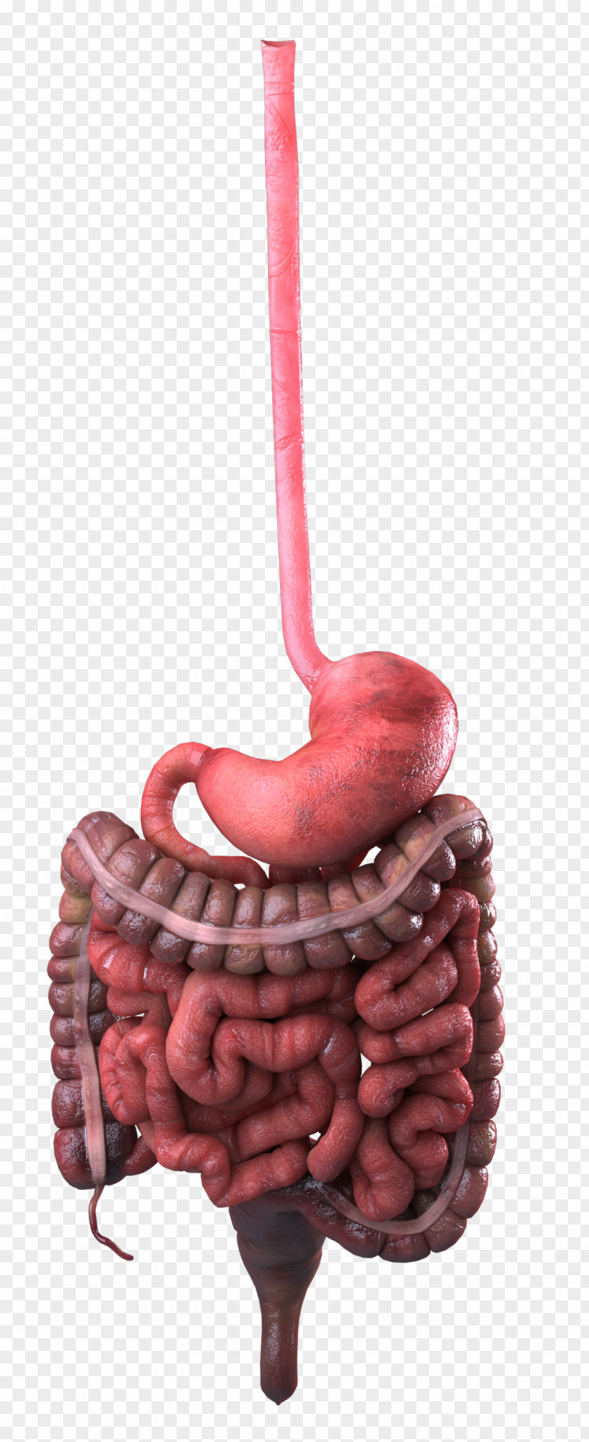 Stomach Pancreas Digestive Enzyme Small Intestine Gastrointestinal Tract PNG enzyme intestine tract, others clipart PNG