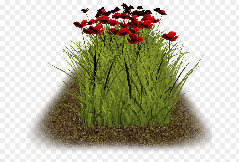 Tulip Grass Family Flower PNG