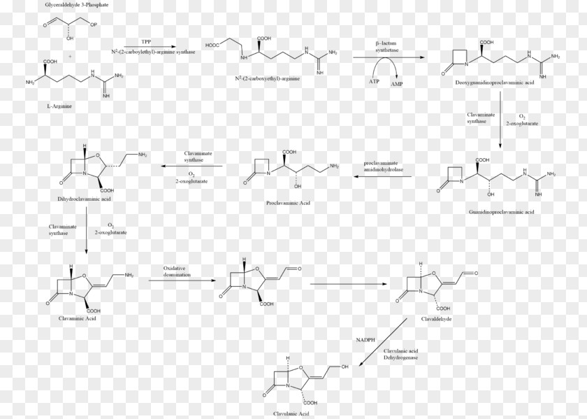 Amoxicillin / Clavulanic Acid Biosynthesis Antibiotics Chemical Synthesis PNG