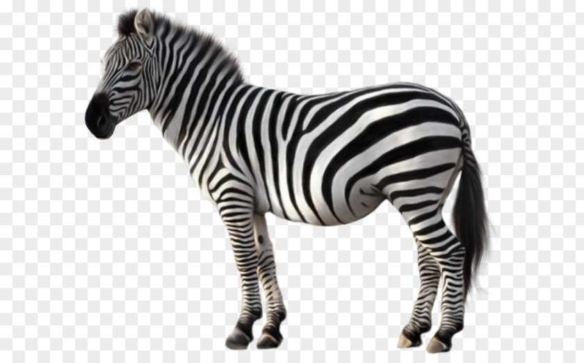 Animal Zebra Picture Quagga Clip Art PNG