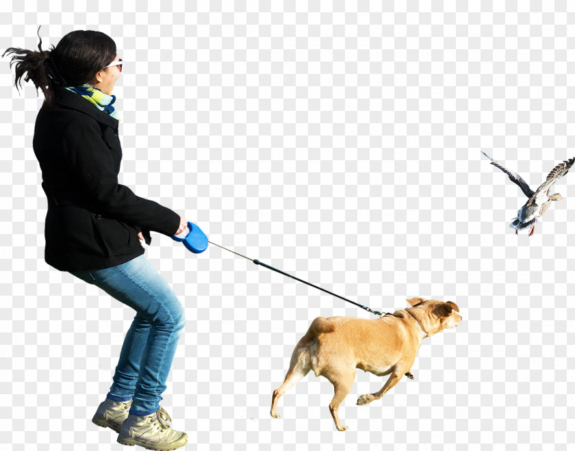 Dogs Dog Walking Clip Art PNG