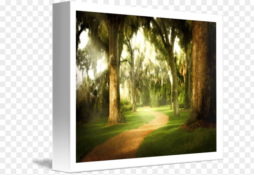 Painting Gallery Wrap Picture Frames Canvas Landscape PNG