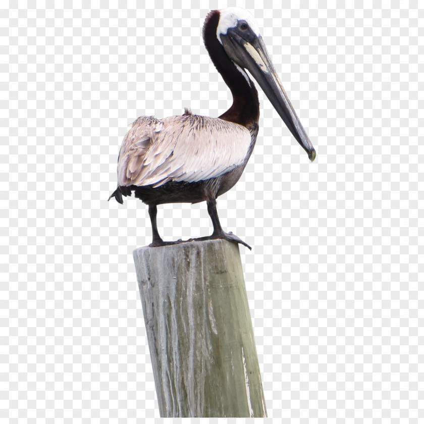 Pelican Pic Products Icon PNG