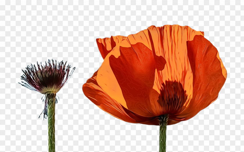 Wildflower Poppy Family Blossom Background PNG