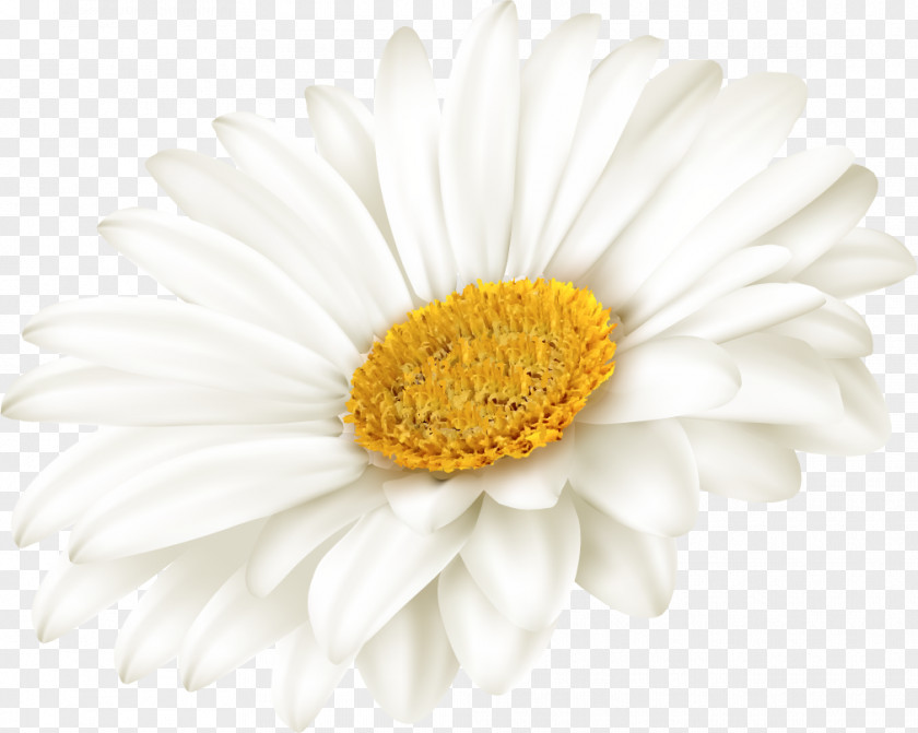 Yandex Oxeye Daisy Chrysanthemum Russia Photography PNG