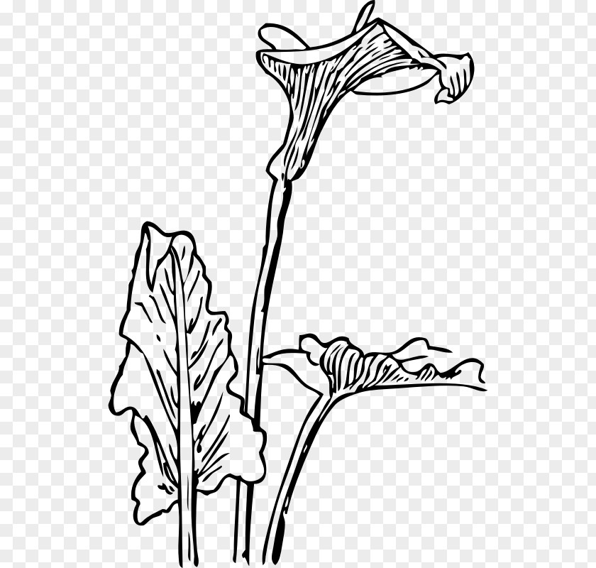 Arum-lily Drawing Line Art Clip PNG