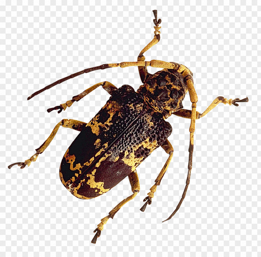 Insect Longhorn Beetle PNG
