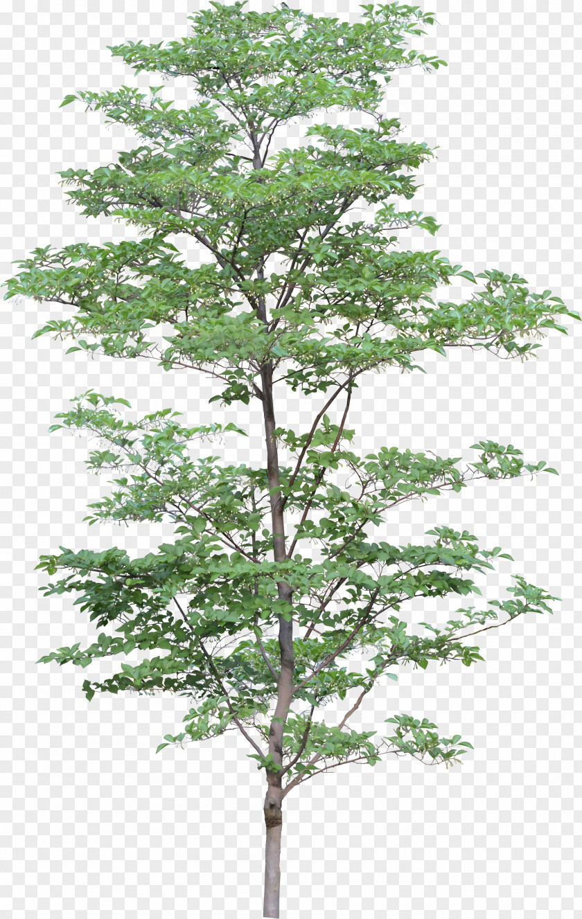 Tree Image Architecture 3D Computer Graphics Clip Art PNG