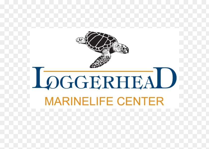 Turtle Loggerhead Marinelife Center Park Sea PNG