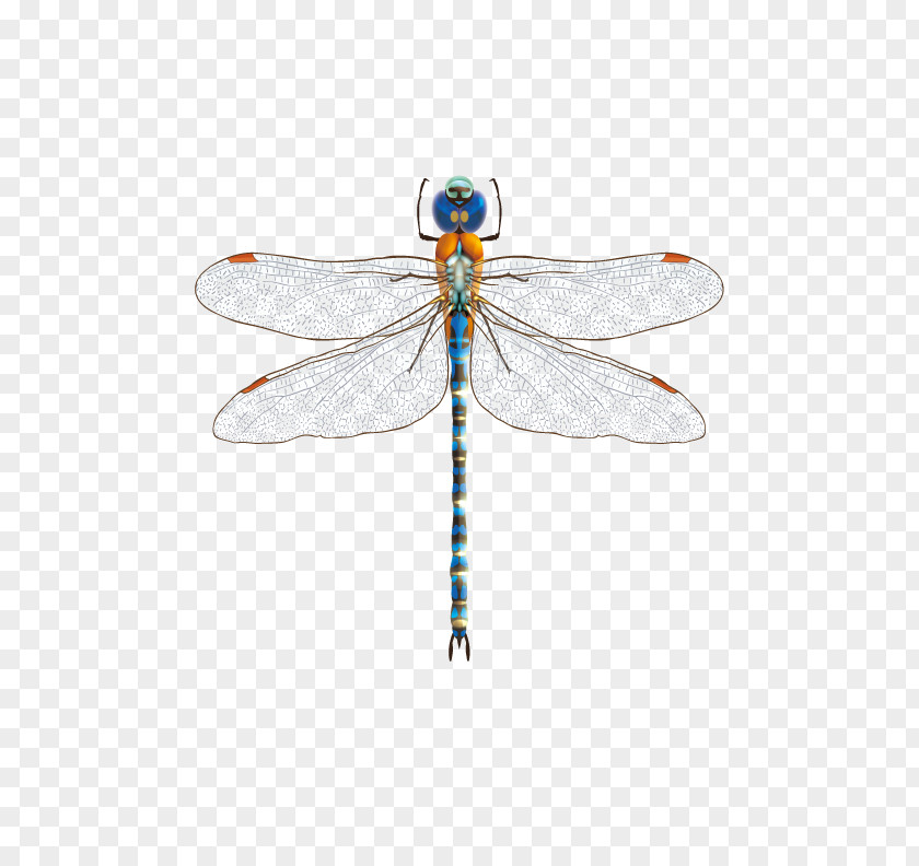Blue Dragonfly Insect PNG