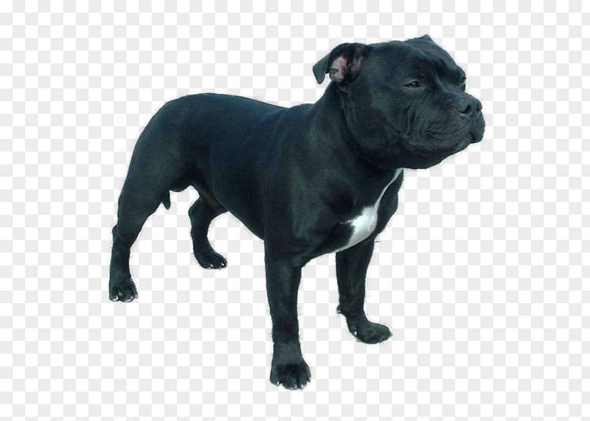 Bull Staffordshire Terrier American Pit PNG
