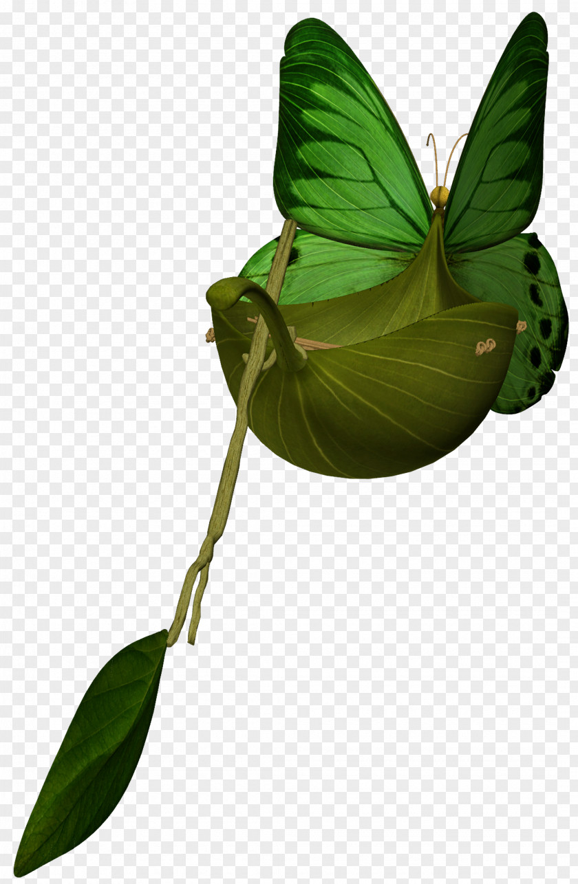 Butterflies Leaf Plant Stem PNG