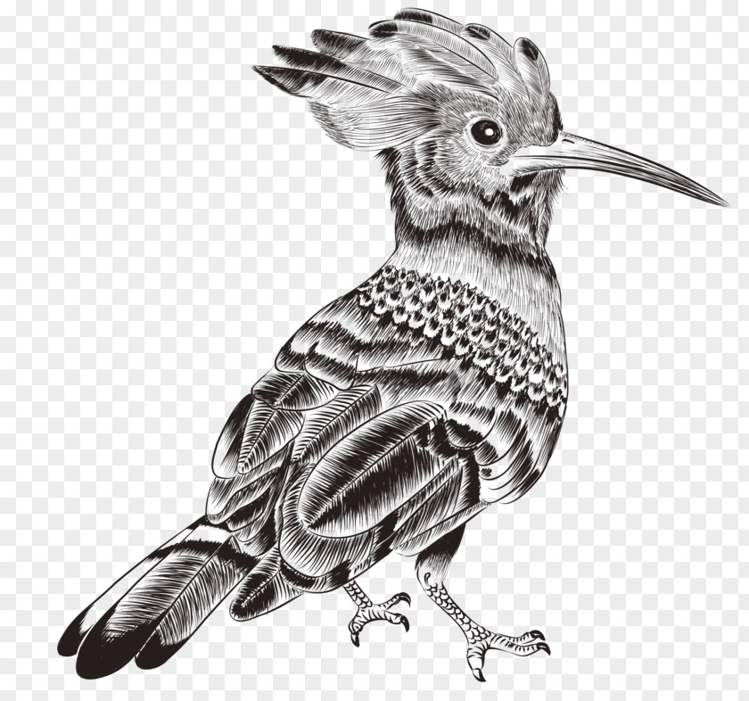 Cute Pencil Bird Drawing Photography Illustration PNG