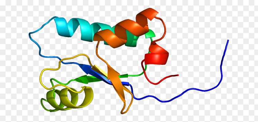 Ensembl GeneCards Protein SH3 Domain Human Genome PNG
