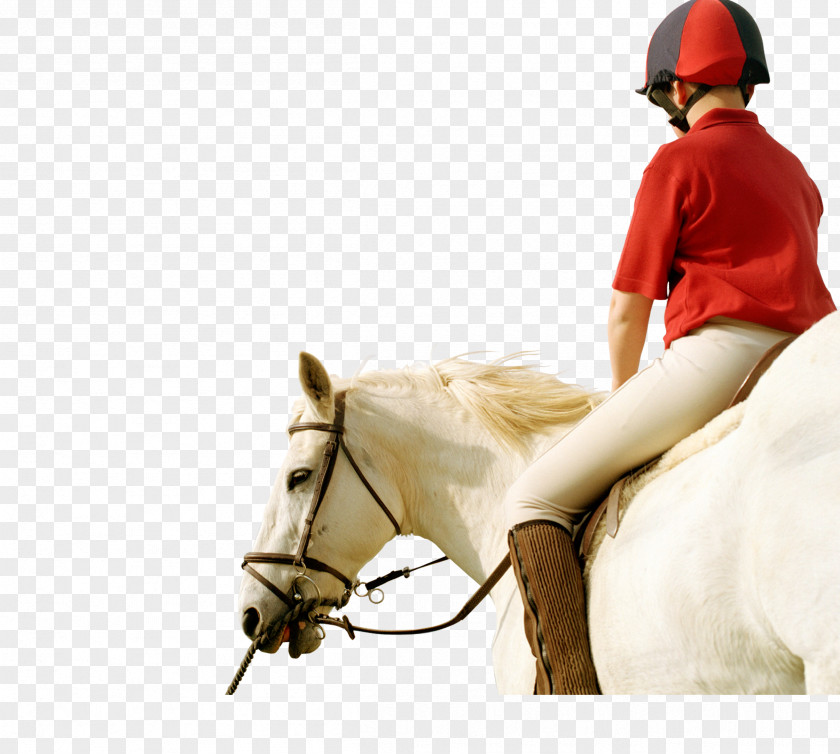 Knight Beautiful Horse Real Property Stallion Estate Business PNG